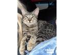 Adopt Annandale a Brown Tabby Domestic Shorthair (short coat) cat in Groveland