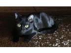 Adopt Munkina a All Black Domestic Shorthair / Mixed (short coat) cat in Fresno