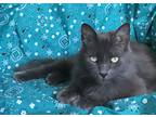 Adopt Pearl a Gray or Blue Domestic Longhair / Mixed (long coat) cat in