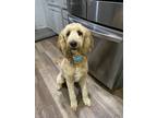 Adopt ZsaZsa a Tan/Yellow/Fawn Labradoodle / Mixed dog in Wichita Falls