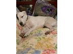Adopt Larry a White - with Black Irish Wolfhound / Terrier (Unknown Type