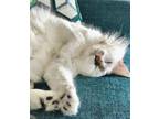 Adopt Baby a White (Mostly) Domestic Longhair (medium coat) cat in Metairie