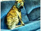 Adopt Zeus a Brindle Mutt / Mixed dog in Yukon, OK (41210631)