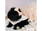 Poodle (Toy) Puppy for sale in Pembroke Pines, FL, USA