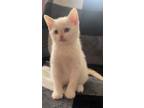 Adopt Kitten a Gray or Blue Domestic Mediumhair / Mixed (short coat) cat in