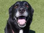 Adopt MAX a Black Labrador Retriever / Border Collie / Mixed dog in Denver