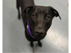 Adopt STITCH a Black Labrador Retriever / Mixed dog in Denver, CO (41457239)