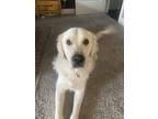 Adopt Theo a White Golden Retriever / Mixed dog in Bentonville, AR (41390884)