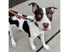 Adopt Callie a White - with Brown or Chocolate American Staffordshire Terrier /