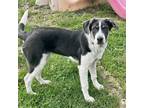 Adopt Raya a Gray/Silver/Salt & Pepper - with White Great Pyrenees / Mixed dog