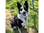 Adopt Sierra a Black - with Gray or Silver Australian Cattle Dog / Mixed dog in