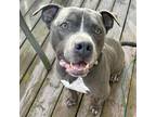 Adopt Caine a Gray/Silver/Salt & Pepper - with White American Staffordshire