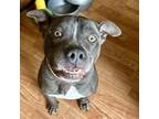 Adopt Caine a Gray/Silver/Salt & Pepper - with White American Staffordshire