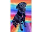 Adopt Tennyson a Black Labrador Retriever / Mixed dog in Maxwell, TX (41457235)
