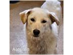 Adopt Autumn a White Mixed Breed (Large) / Mixed dog in Commerce, TX (41451229)