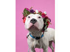 Adopt Dani a White American Pit Bull Terrier / Mixed dog in Atlanta