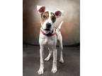 Adopt Pierce a White Mixed Breed (Medium) / Mixed dog in Atlanta, GA (41361938)