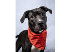 Adopt Fullbuster a Black American Pit Bull Terrier / Mixed dog in Atlanta