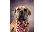 Adopt Goomba a Tan/Yellow/Fawn American Pit Bull Terrier / Mixed dog in Atlanta
