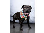 Adopt Elliot a Black Mixed Breed (Medium) / Mixed dog in Atlanta, GA (41415730)