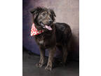 Adopt Pelly-ADOPTED a Black Mixed Breed (Large) / Mixed dog in Atlanta