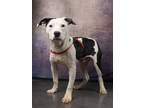 Adopt Dunkin a Black American Pit Bull Terrier / Mixed dog in Atlanta