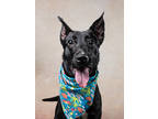 Adopt Brooke a Black American Pit Bull Terrier / Mixed dog in Atlanta