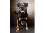Adopt Felix a Black Rottweiler / Mixed dog in Atlanta, GA (41341084)