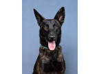 Adopt Devinair-ADOPTED a Black Belgian Malinois / Mixed dog in Atlanta