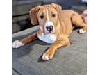 Adopt Potato a Red/Golden/Orange/Chestnut - with White Hound (Unknown Type) /