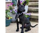 Adopt Finn a Black American Staffordshire Terrier / Mixed dog in New Oxford
