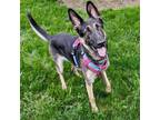 Adopt Cookie a Black - with Tan, Yellow or Fawn German Shepherd Dog / Mixed dog