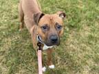 Adopt Remy a Brown/Chocolate - with White Pit Bull Terrier / Mixed dog in
