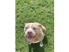 Adopt Captain a White American Staffordshire Terrier / Mixed dog in Troy