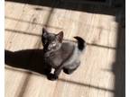 Adopt Cash a Black (Mostly) Domestic Shorthair cat in Troy, MI (41457204)