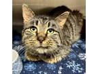 Adopt Ogre a Gray, Blue or Silver Tabby Domestic Shorthair cat in Grand Rapids