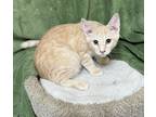 Adopt TW-Sully a Orange or Red (Mostly) Domestic Shorthair cat in Arlington/Ft