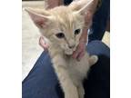 Adopt TW-Sully a Orange or Red (Mostly) Domestic Shorthair cat in Arlington/Ft