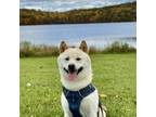 Adopt Hudson a White Shiba Inu / Mixed dog in West New York, NJ (41457186)