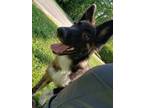 Adopt Cameo a Black Shepherd (Unknown Type) / Mixed dog in Mayfield