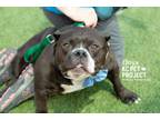 Adopt Onyx a Pit Bull Terrier, Mixed Breed
