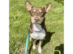 Adopt Roxie a Brown/Chocolate - with Tan Doberman Pinscher / Mixed dog in New