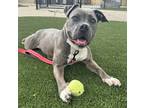 Adopt Abigail a Gray/Blue/Silver/Salt & Pepper Terrier (Unknown Type