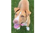 Adopt Junie a Tan/Yellow/Fawn American Pit Bull Terrier / Mixed dog in