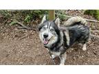 Adopt Eddie a Black Husky / Mixed dog in BELLEVUE, WA (41376141)