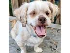 Adopt Bentley a Tan/Yellow/Fawn - with White Shih Tzu / Mixed dog in New Oxford
