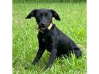Adopt Mal a Black Feist / Rat Terrier / Mixed dog in Starkville, MS (41340894)