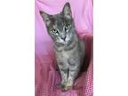 Adopt Daisy a Tortoiseshell Domestic Shorthair / Mixed (short coat) cat in