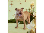 Adopt Cinderella a Brown/Chocolate American Pit Bull Terrier / Mixed Breed