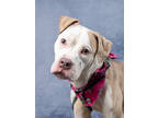 Adopt Jingles a White American Pit Bull Terrier / Mixed Breed (Medium) / Mixed